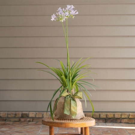 Agapanthus Plant