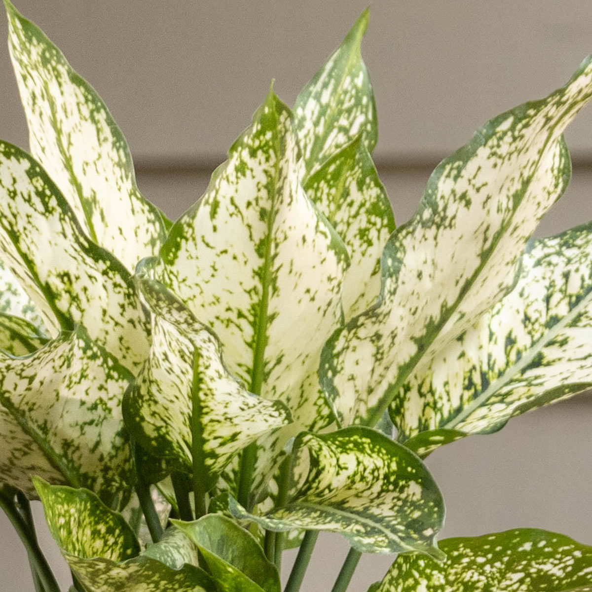 Aglaonema Osaka