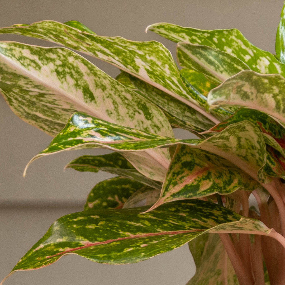 Aglaonema Sparkling Sarah