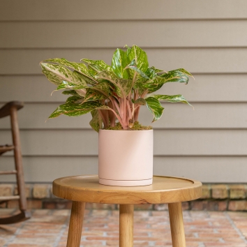 Aglaonema Sparkling Sarah