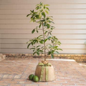 Avocado Tree