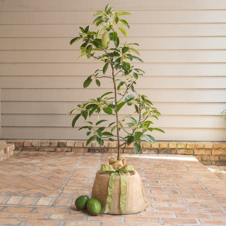 Avocado Tree