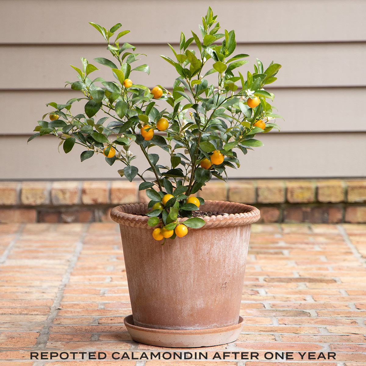 Calamondin Tree