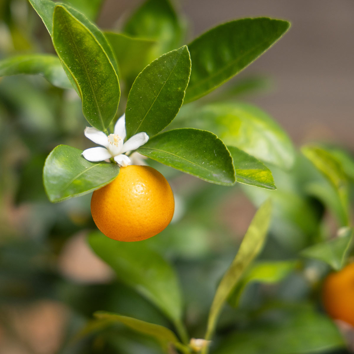 Calamondin Tree
