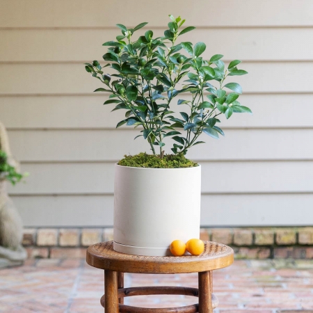 Calamondin Tree
