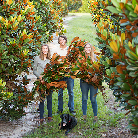 Harvesting branches in Magnolia Groves