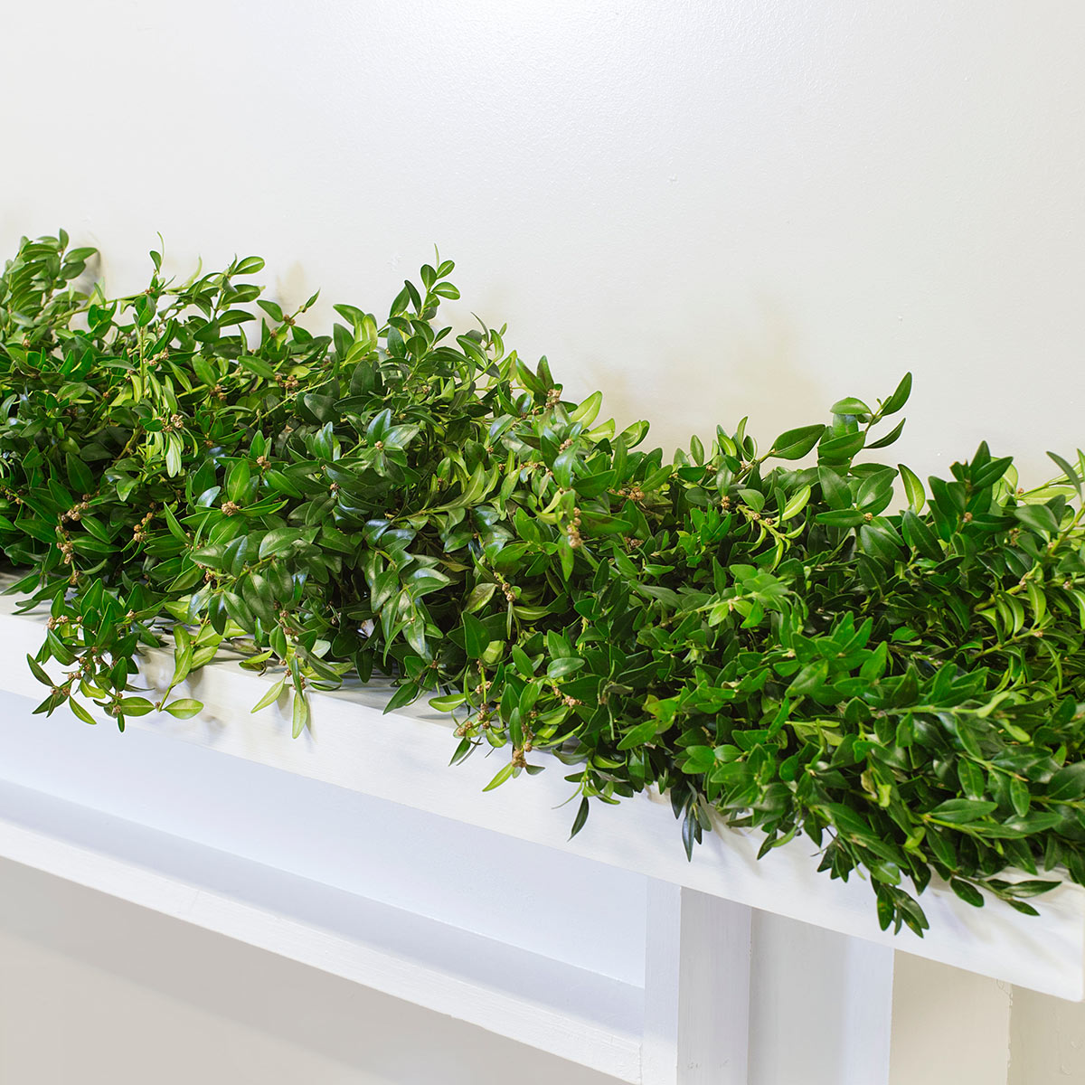 Fresh Boxwood Garland
