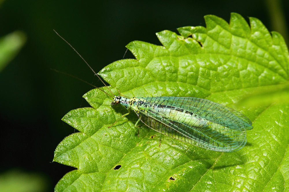 Green Lacewing on Leaf