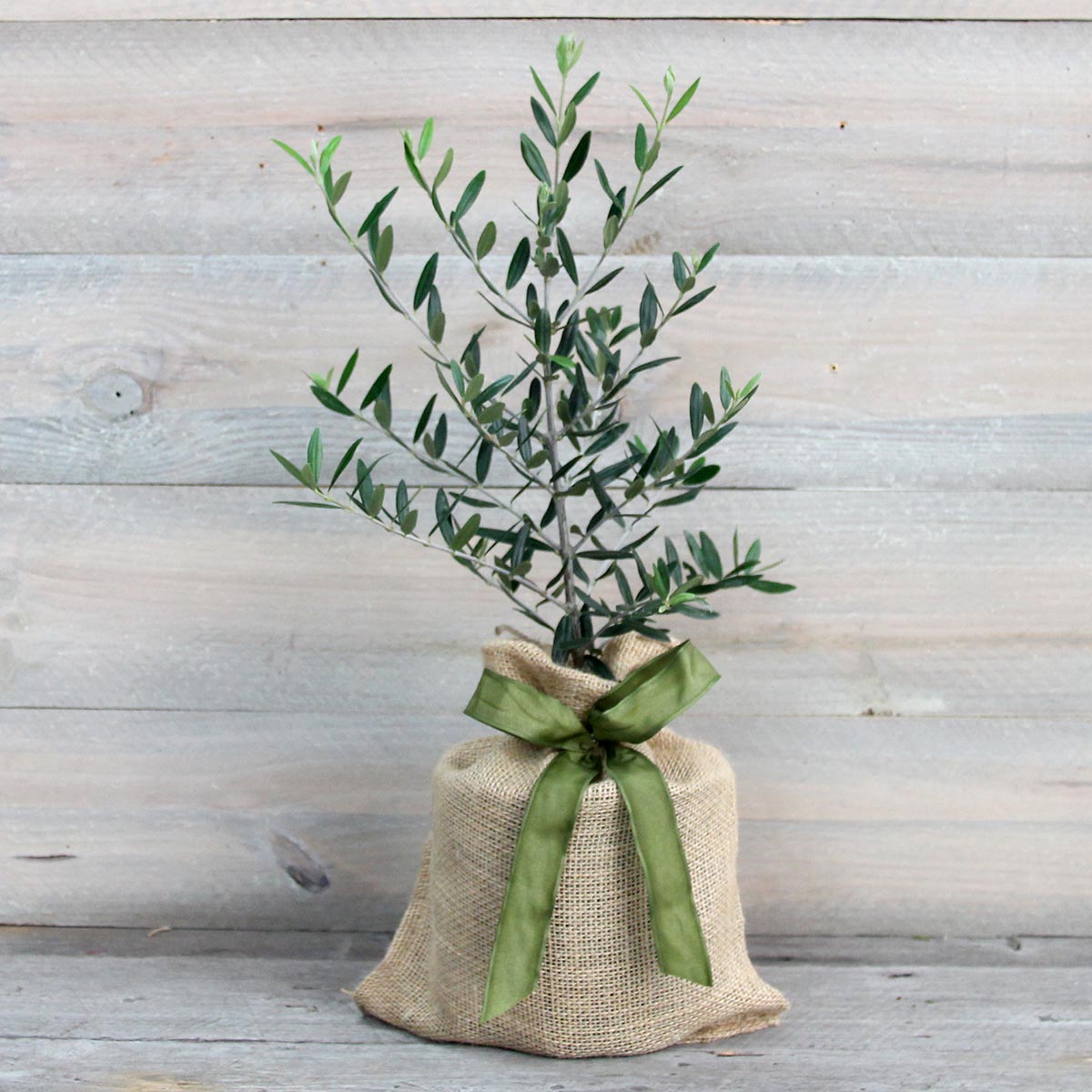 Holiday Arbequina Olive Tree
