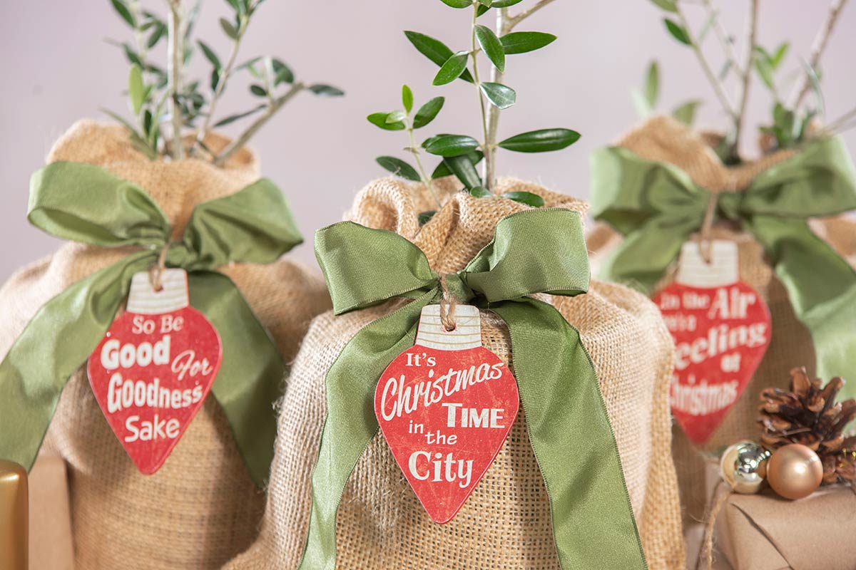Holiday Ornamental Olive Trees