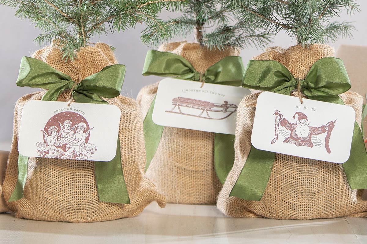 Festive Colorado Blue Spruce Tree