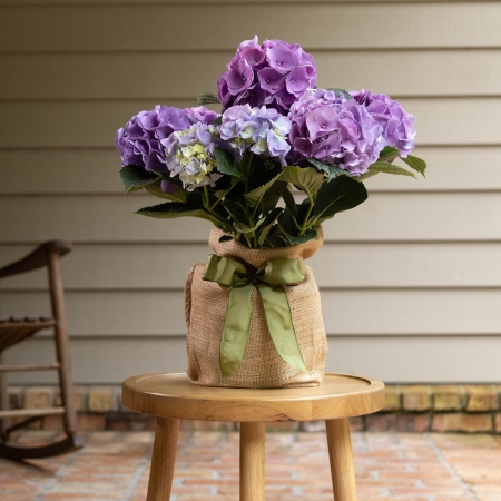Blooming Hydrangea