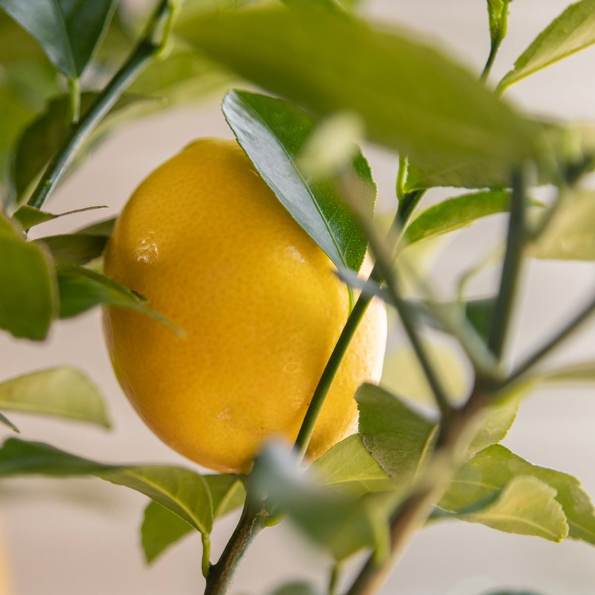 Meyer Lemon Tree