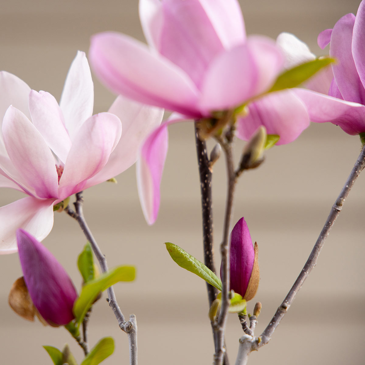 Magnolia Ann Tree