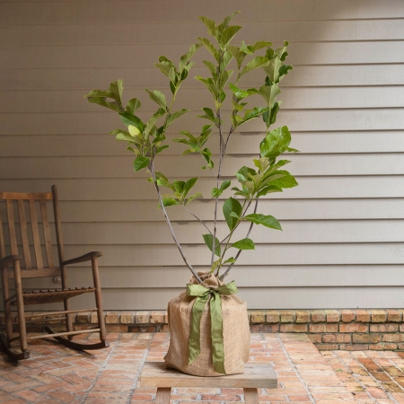 Magnolia Ann Tree