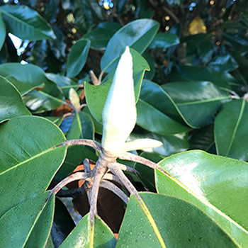 Magnolia Bud