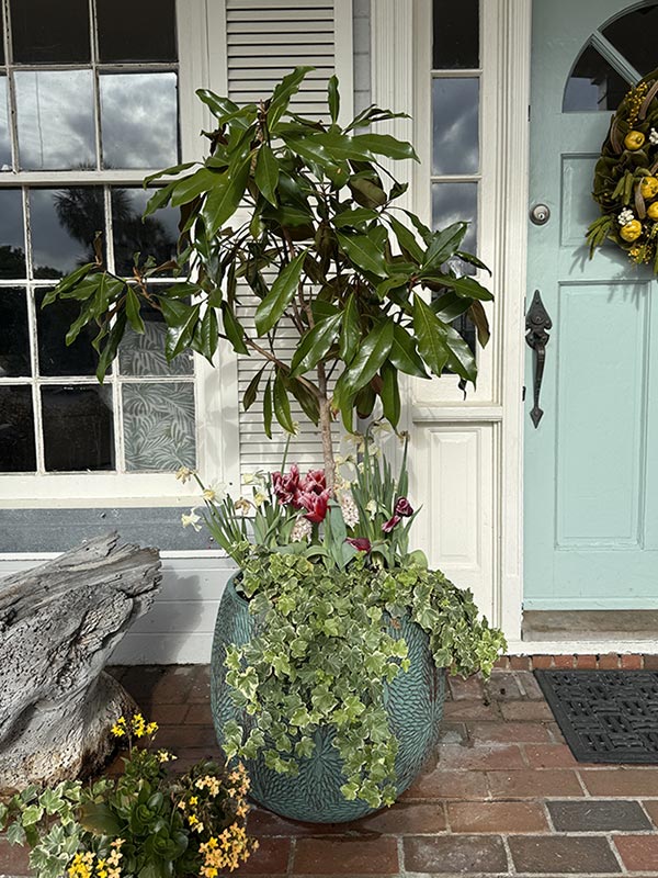 Magnolia in pot on front porch