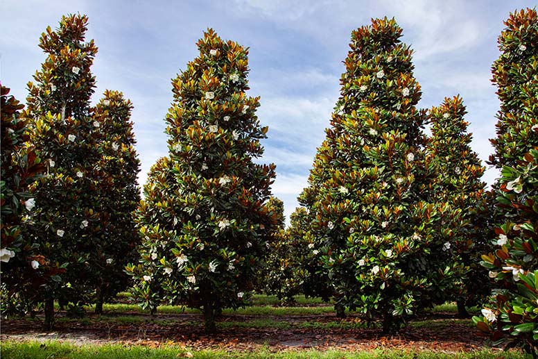 large magnolia trees in bloom