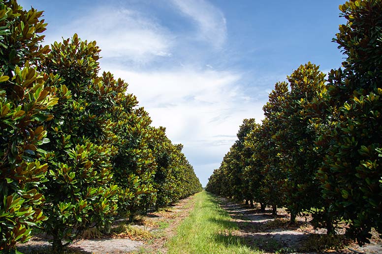 magnolia tree grove