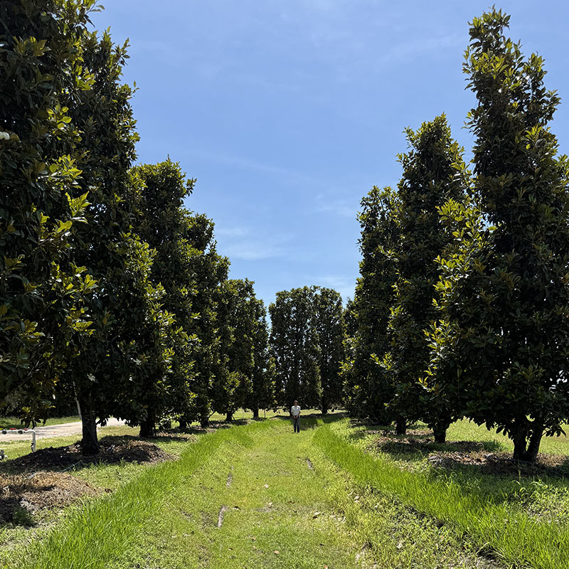 Magnolia Mile - Magnolias lined along path