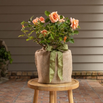 Mother of Pearl Rose