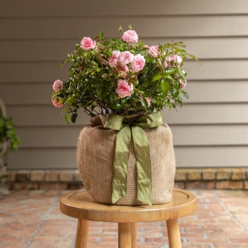 Pink Floribunda Rose Gift Tree