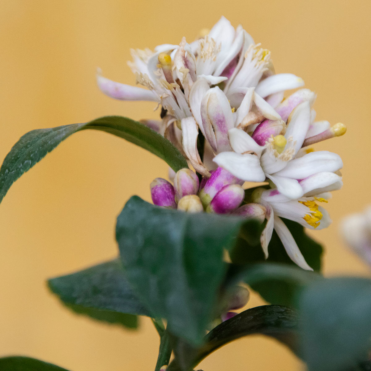 Potted Meyer Lemon Tree