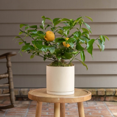 Potted Meyer Lemon Tree