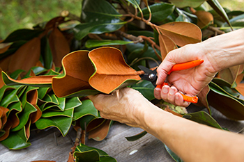 Staff Harvesting Magnolia Leaves
