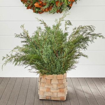 Carolina Sapphire Bunches