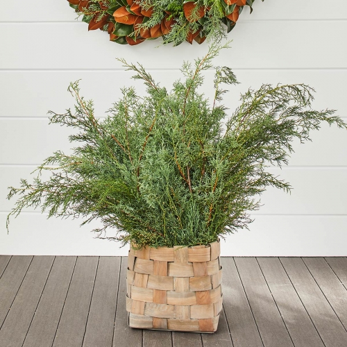 Carolina Sapphire Bunches