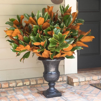 Magnolia Vase Cut Branches