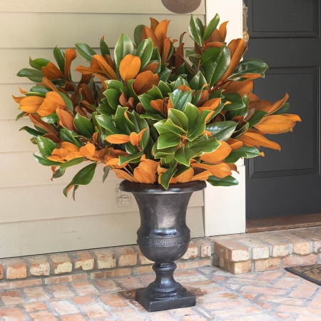 Magnolia Vase Cut Branches