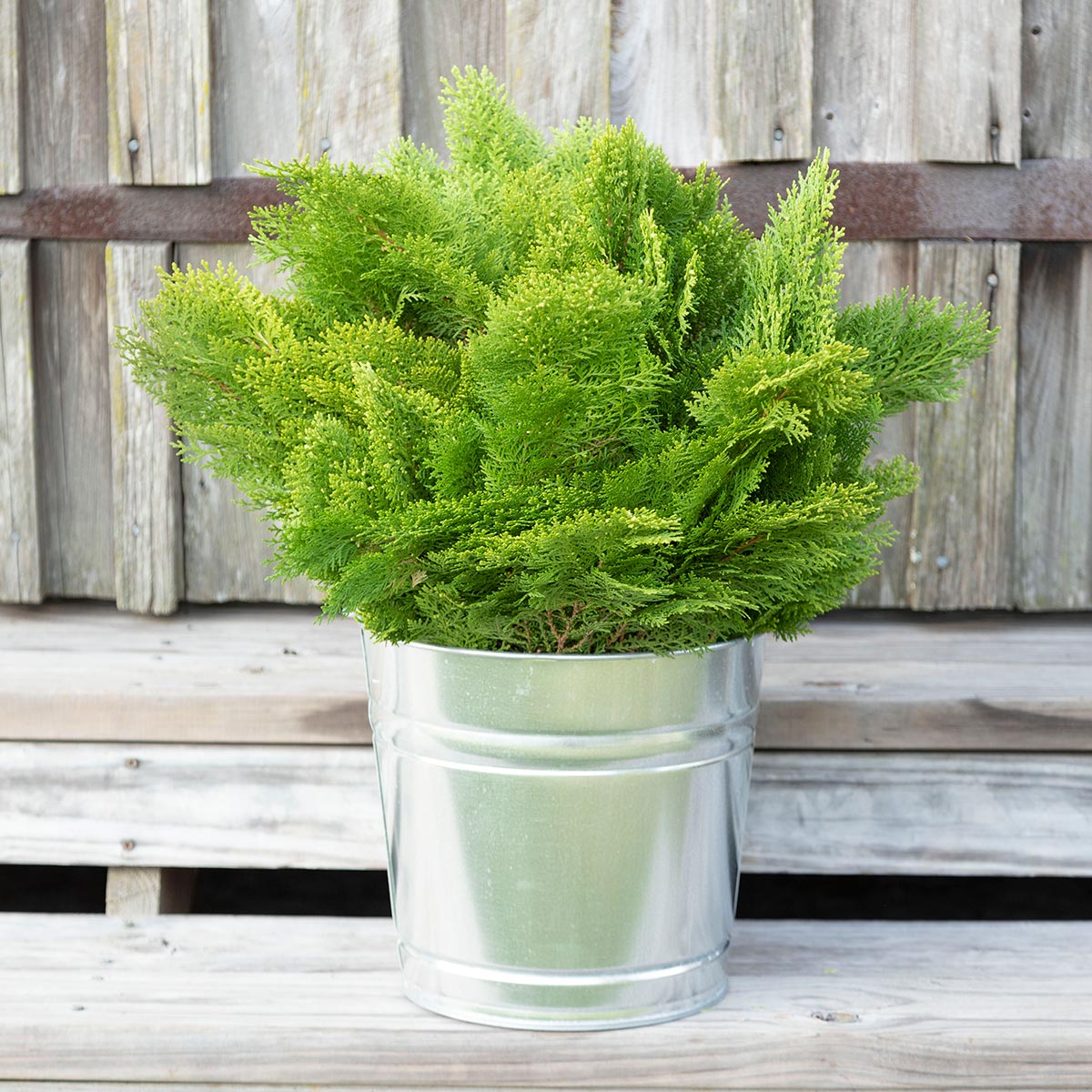Golden Cedar Bunches