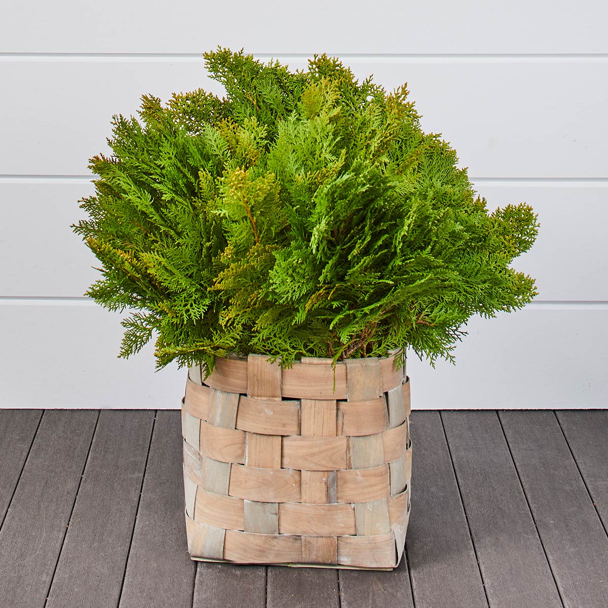 Golden Cedar Bunches