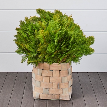 Golden Cedar Bunches