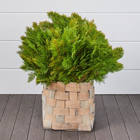 Golden Cedar Bunches