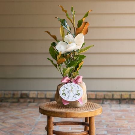 Magnolias for Mom