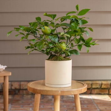Potted Lime