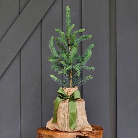 Holiday Colorado Blue Spruce