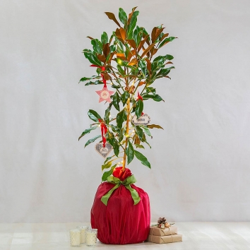 Magnolia Christmas Tree