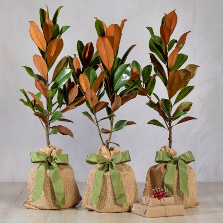 Holiday Southern Magnolia Tree