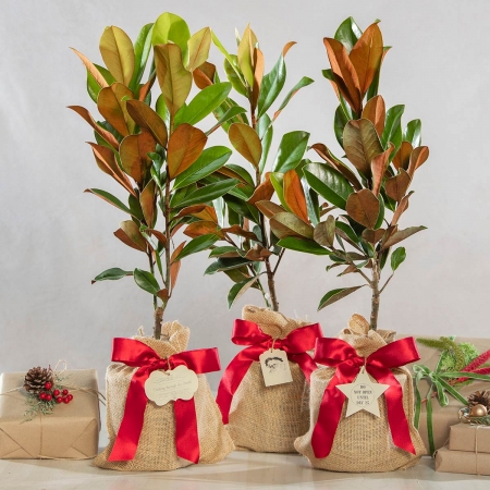 Vintage Holiday Southern Magnolia Tree