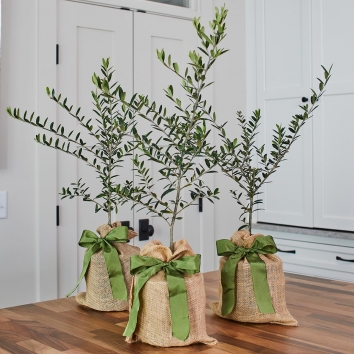 Holiday Arbequina Olive Tree