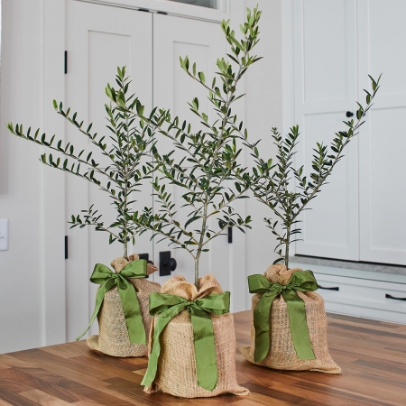 Holiday Arbequina Olive Tree