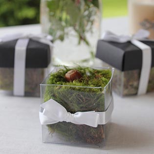 Beetle Black / White