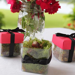 Grenadine Red / Black