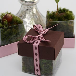 Mud Pie / Pink Diamond