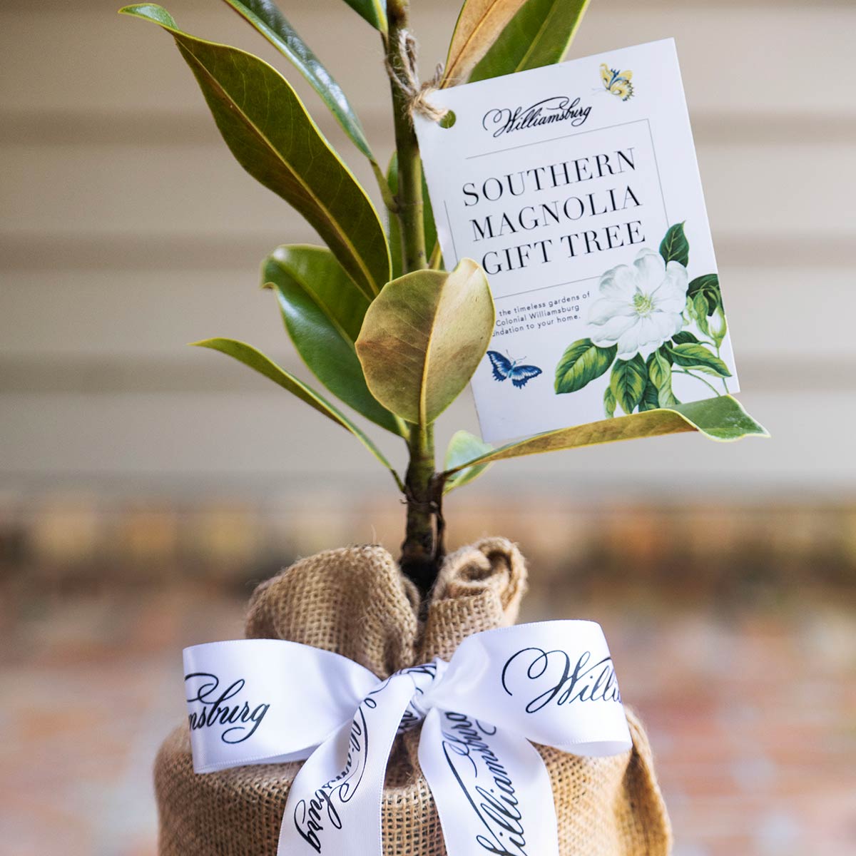 Williamsburg Magnolia Tree