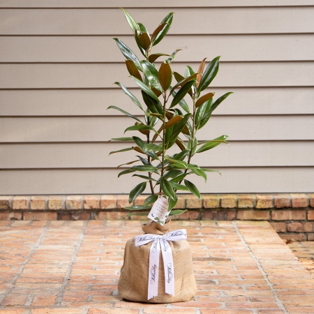 Williamsburg Magnolia Tree